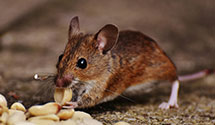 24 Hour & Emergency Exterminators in Emerald Isle, NC